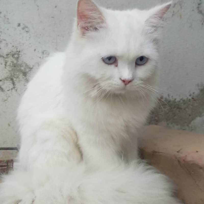 white cat 0