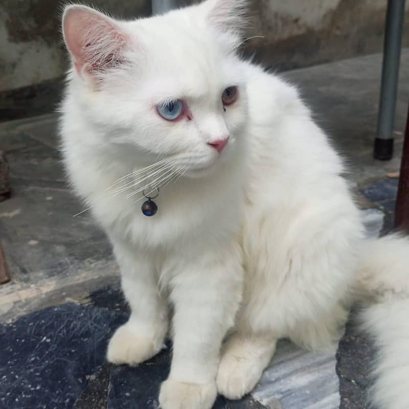 white cat 1