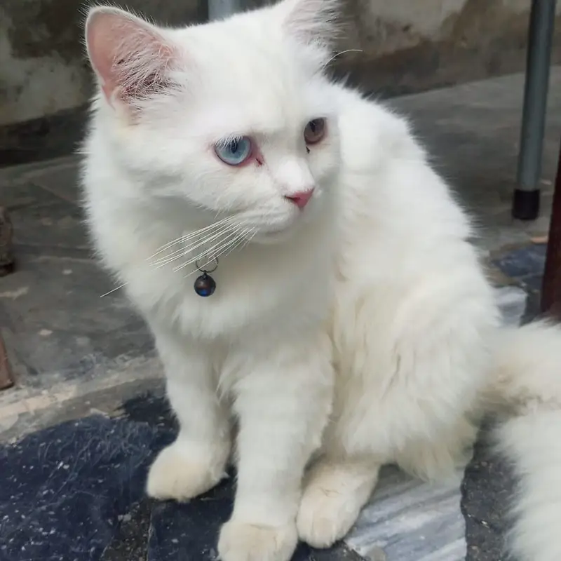 white cat — photo 2