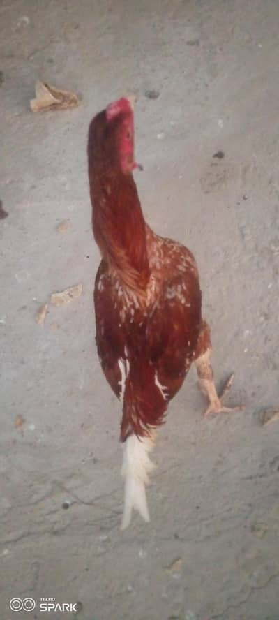 aseel