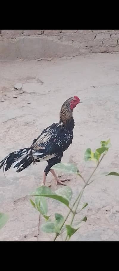 out class ASEEL male for sale