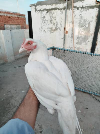 white herra bengum
