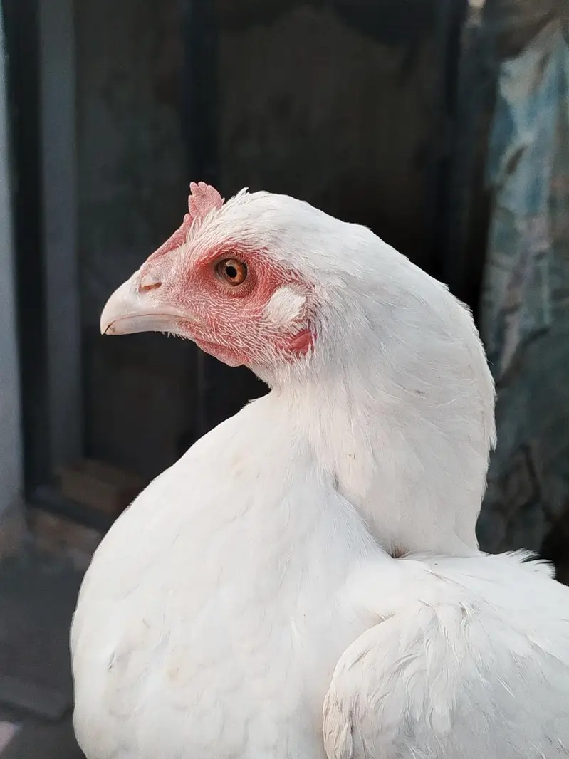 white herra bengum — photo 2
