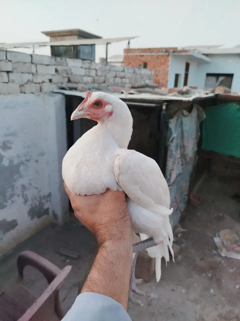 white herra bengum — photo 3