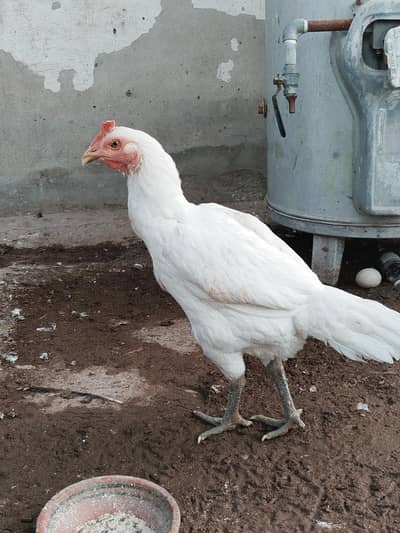 white herra bengum