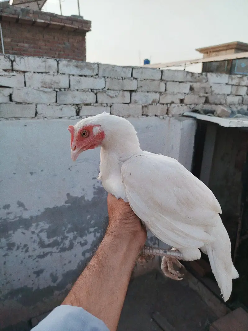 white herra bengum — photo 5