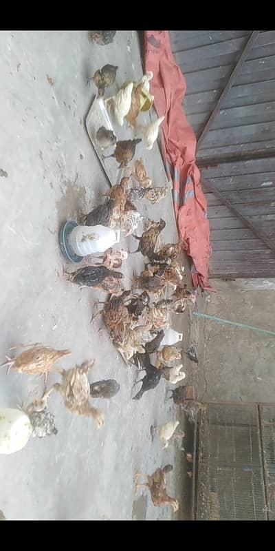 Golden misri chicks available