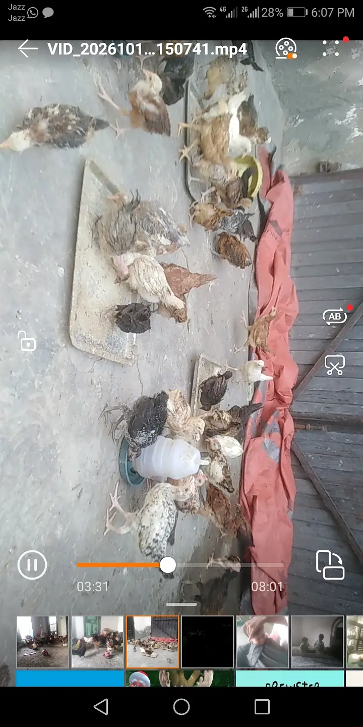 Golden misri chicks available — photo 2