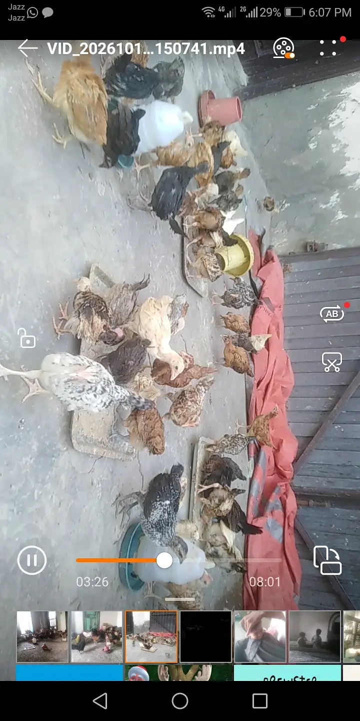 Golden misri chicks available — photo 3