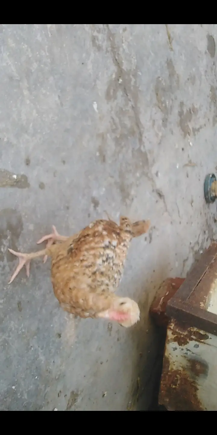 Golden misri chicks available — photo 5