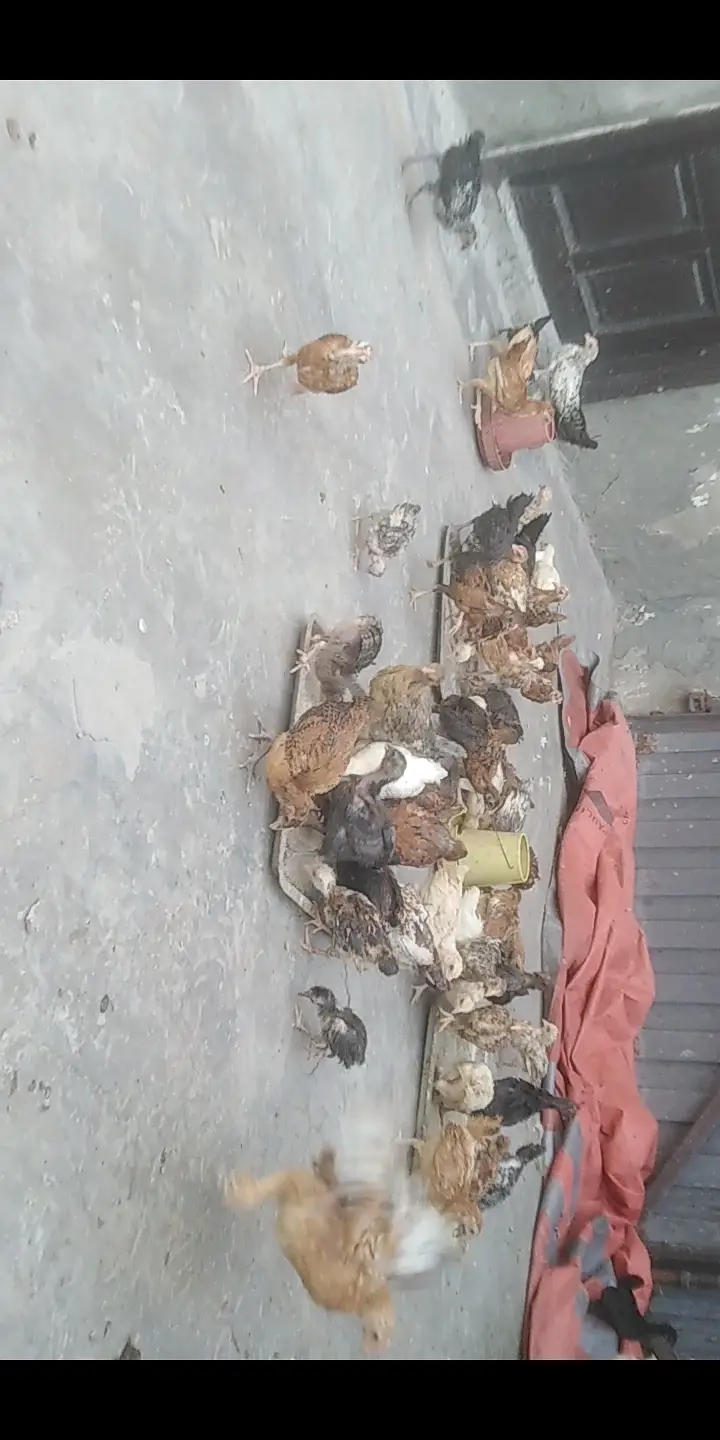 Golden misri chicks available — photo 6