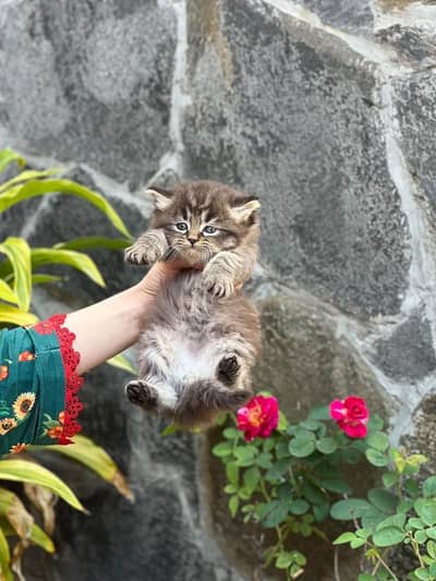 persian male kittens