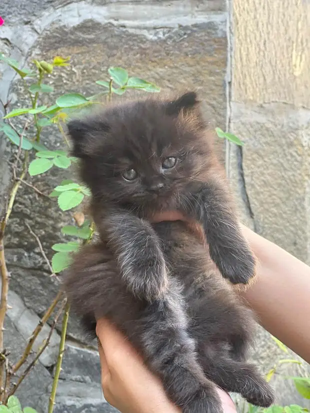 persian male kittens — photo 2