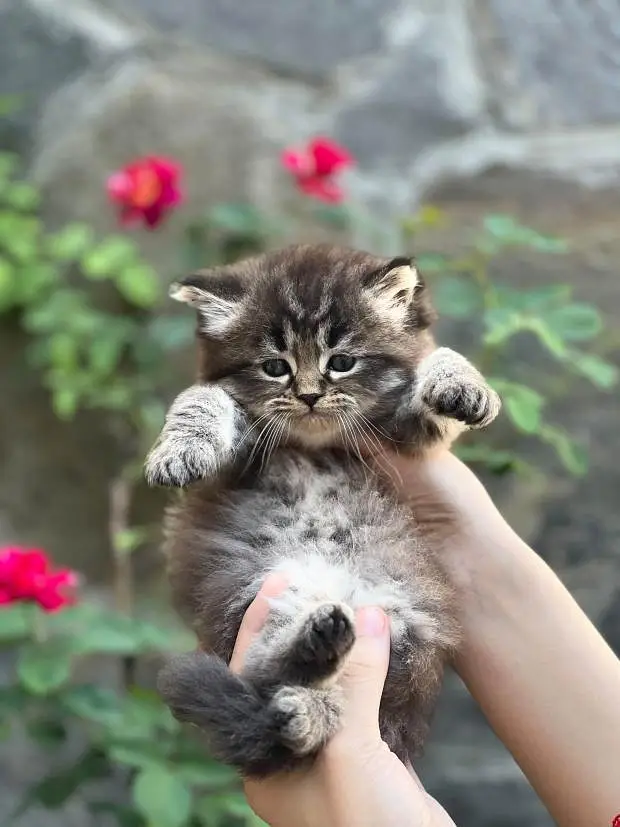 persian male kittens — photo 3