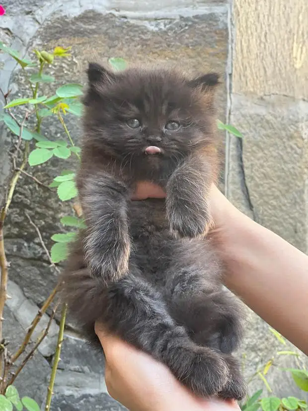 persian male kittens — photo 4