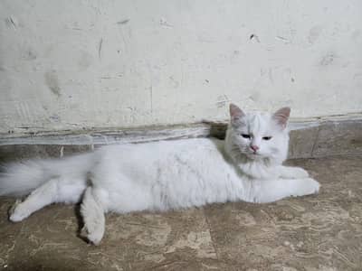 parsain cats for sale