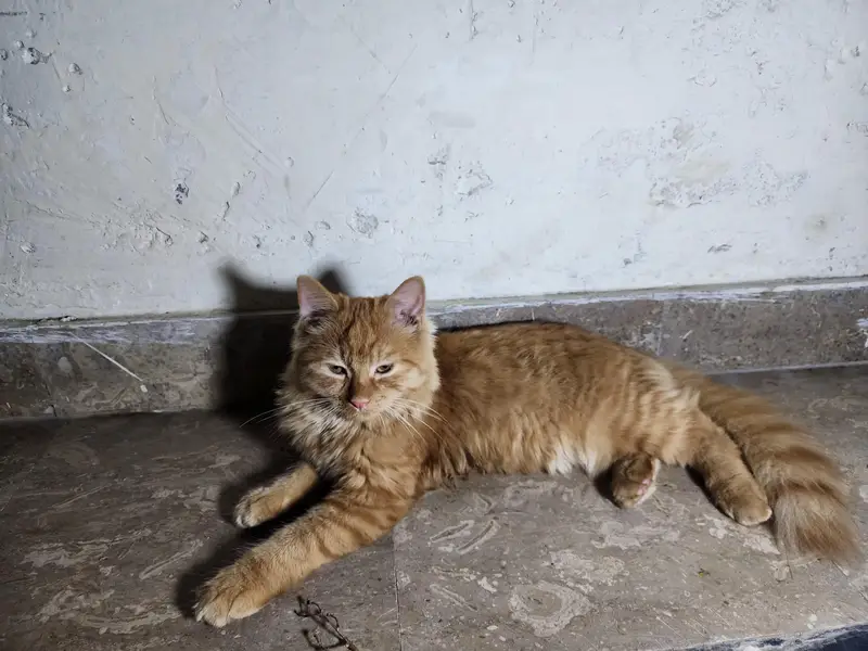 parsain cats for sale — photo 2