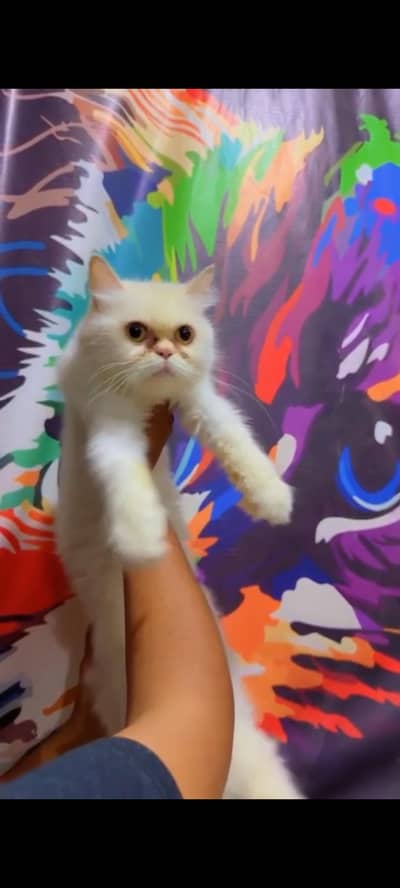 Pure Punch Face persian Cat