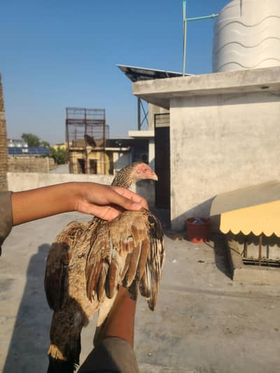 aseel hen for sale