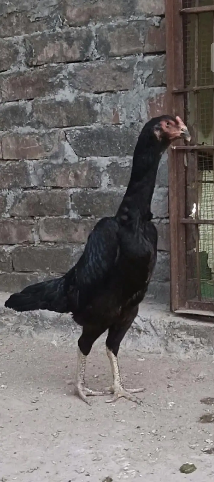 king shamo female — photo 2