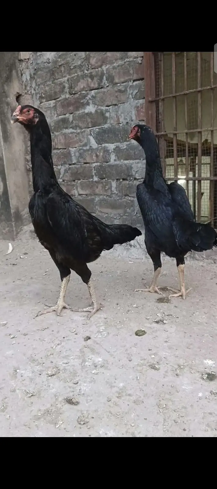 king shamo female — photo 4