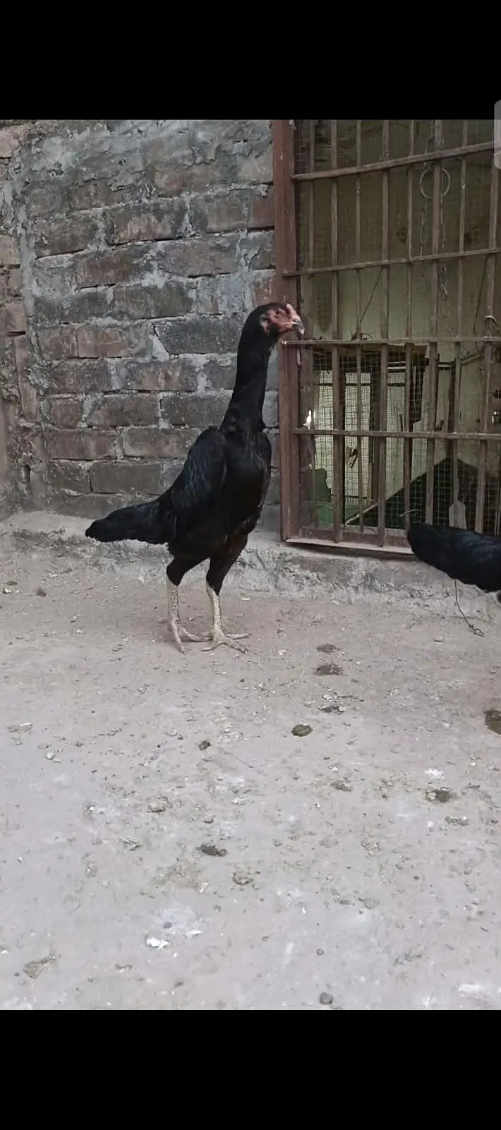 king shamo female — photo 7