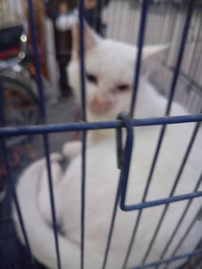 urgent sal 03185702638