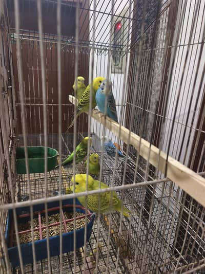 Australian Parrots Pair