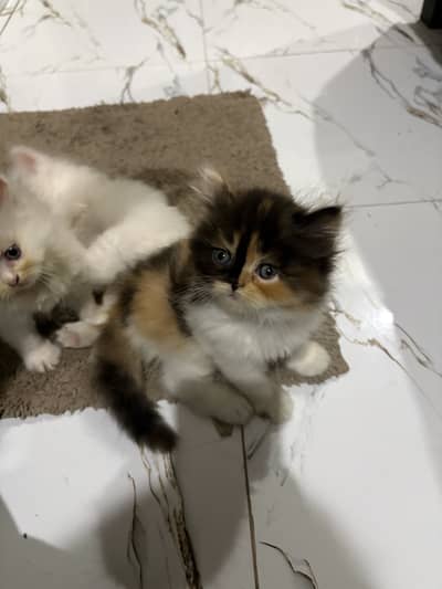 Persian kittens available for sale