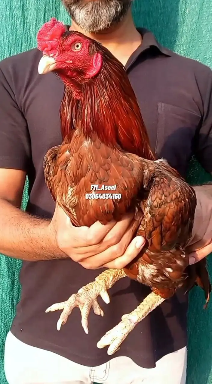 mushki bandgadi peela mianwali — photo 2
