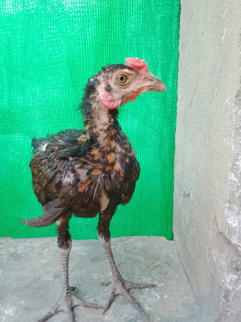 animal 1