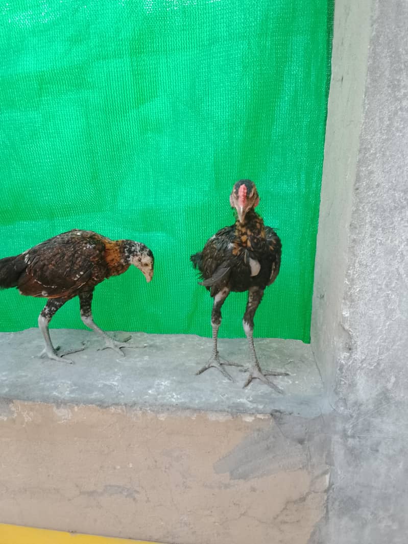 animal 2