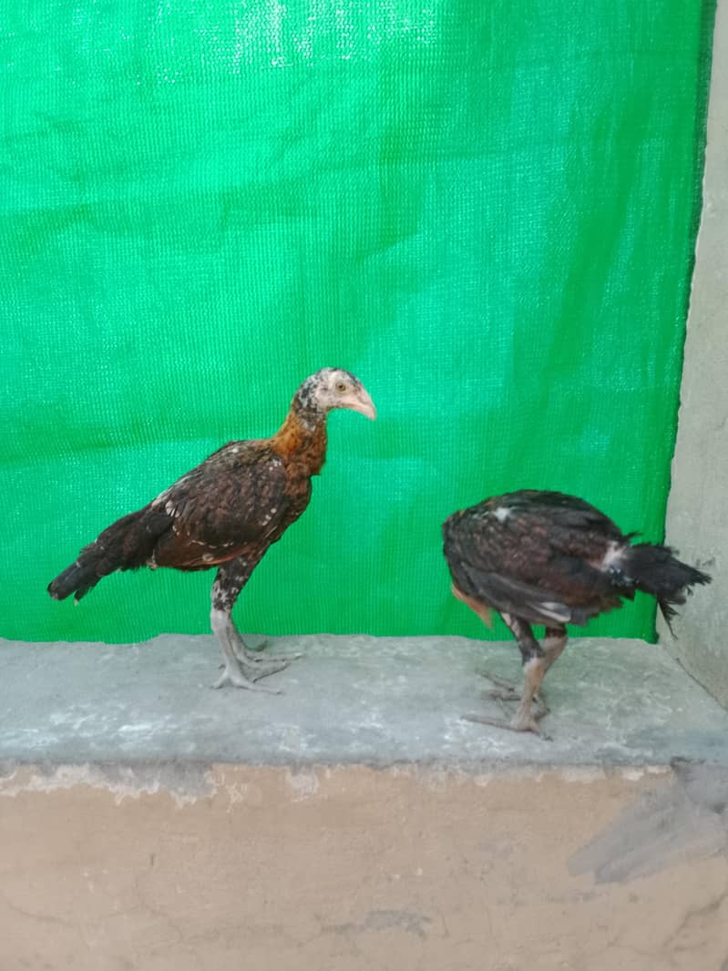 animal 3