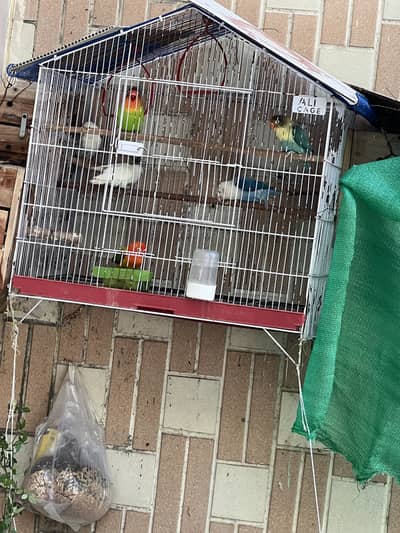 3 pairs of love birds with 3 boxes and cage