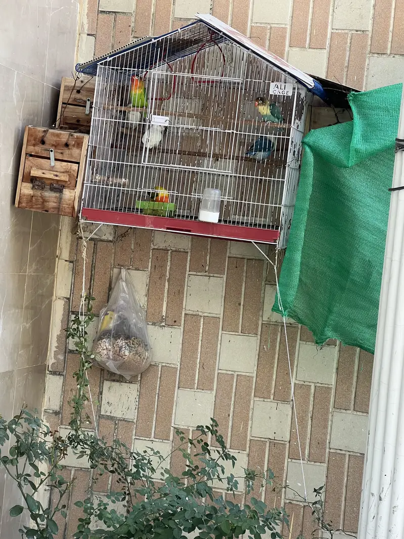 3 pairs of love birds with 3 boxes and cage — photo 2
