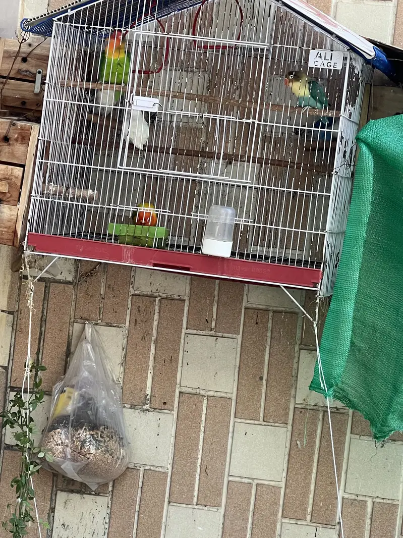 3 pairs of love birds with 3 boxes and cage — photo 3