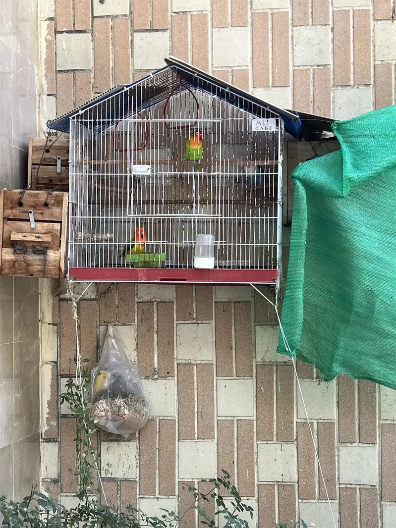 3 pairs of love birds with 3 boxes and cage — photo 4