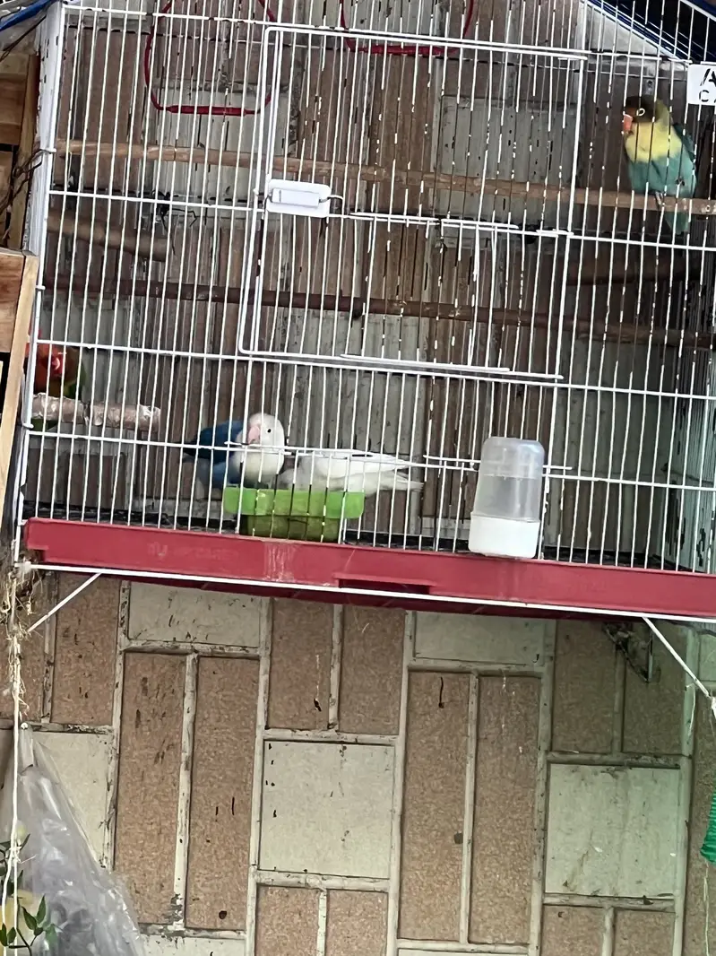 3 pairs of love birds with 3 boxes and cage — photo 5