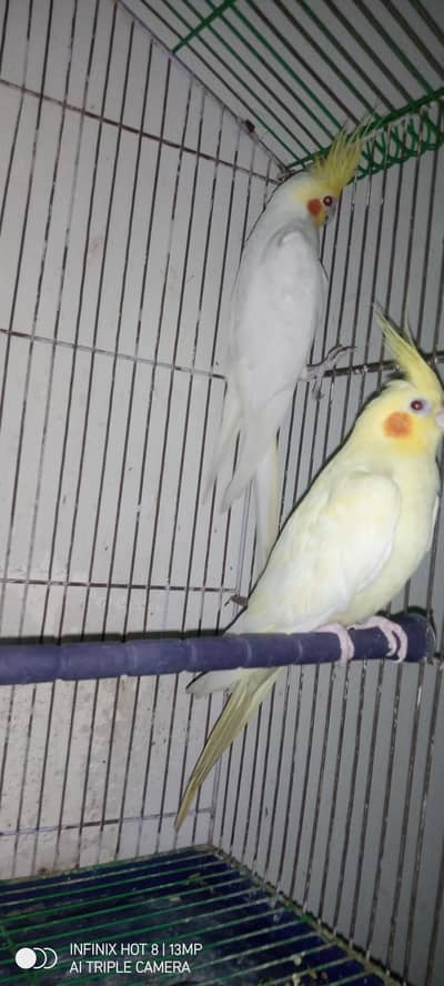 Lutino cocktail breeder pair / exchange possible with other birds