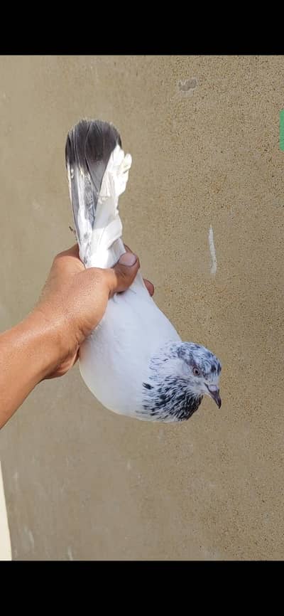kabli Male for sale .