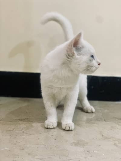 Beautiful white persian cat for sale