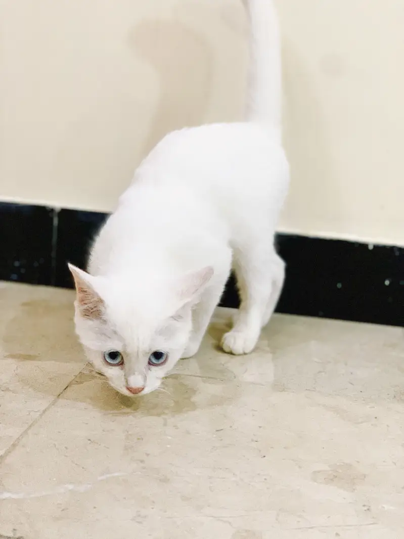 Beautiful white persian cat for sale — photo 2