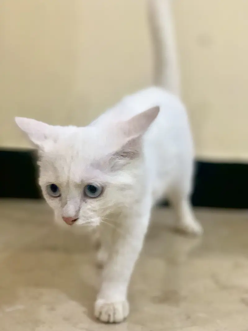 Beautiful white persian cat for sale — photo 3