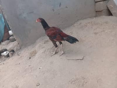 Aseel 2 Pathy for sale