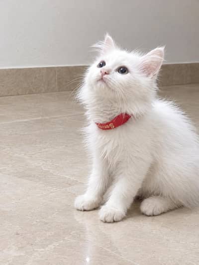 white Persian kitten