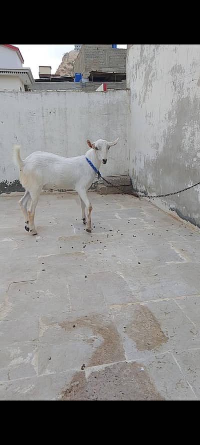 bakra tedda
