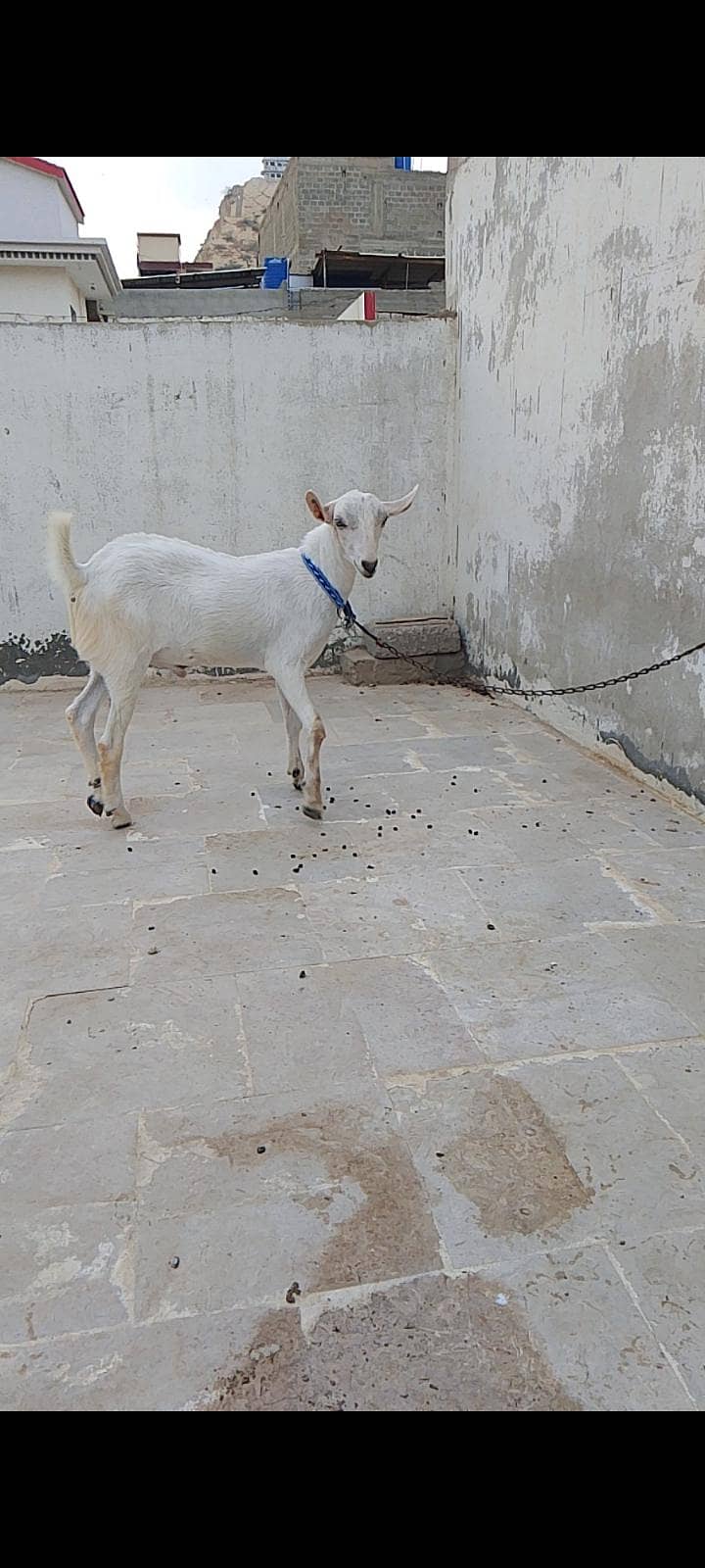 bakra tedda 0