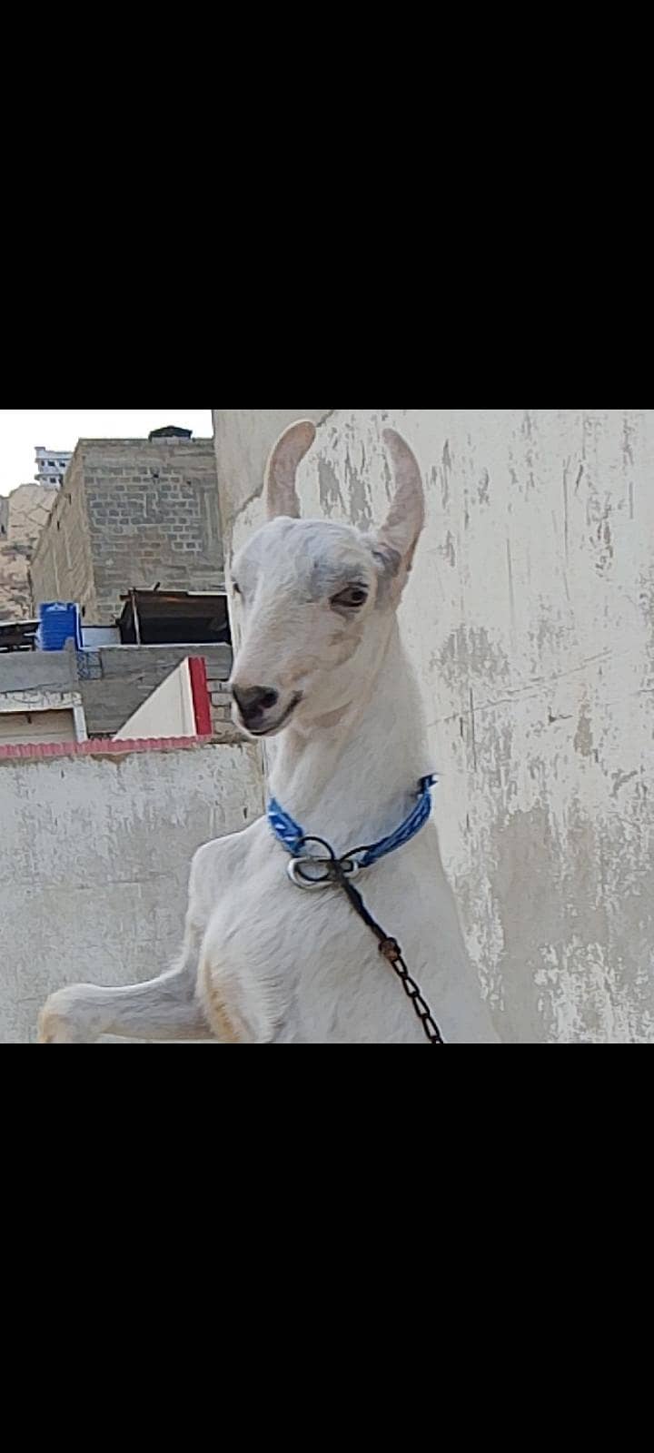 bakra tedda 1