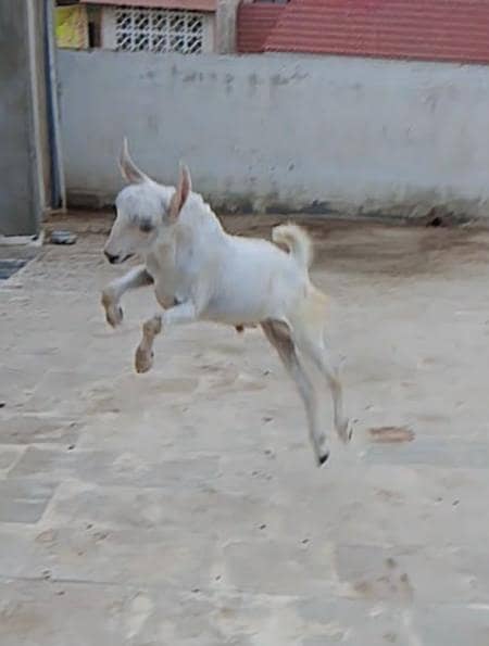 bakra tedda 2