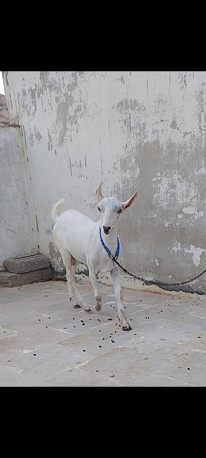 bakra tedda 3